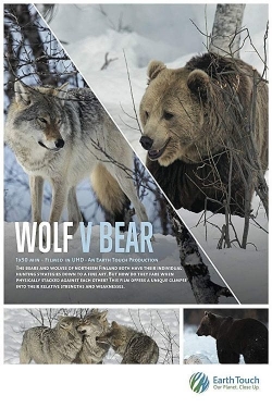 Wolf vs Bear-hd